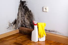 Best Mold Prevention Services  in Havre, MT